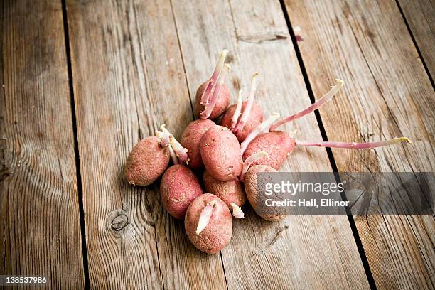 sprouted potatoes on wooden table - seedling stockfoto's en -beelden