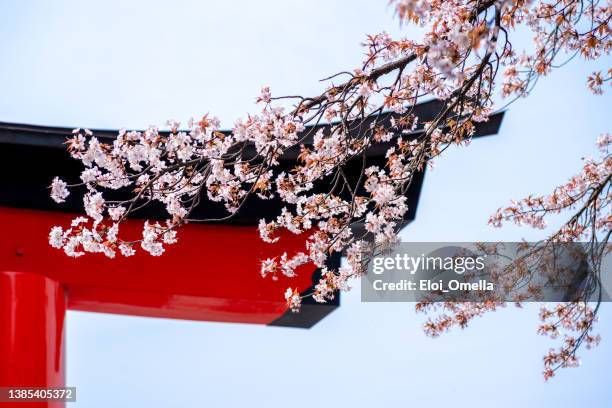 hanami at fushimi inari taisha shrine in kyoto - torii gate stock pictures, royalty-free photos & images