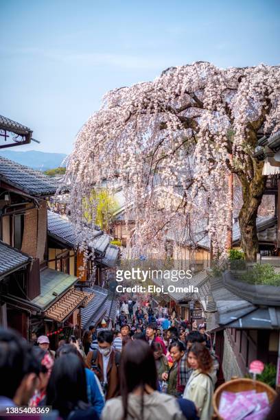 kyoto, japan in spring - hanami bildbanksfoton och bilder