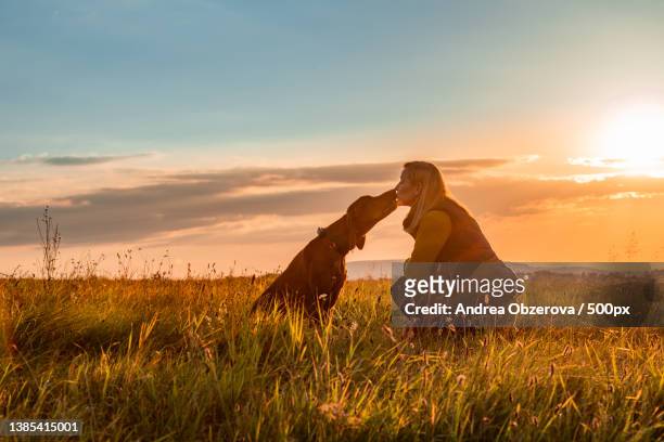 dog love and friendship background woman kissing her dog,slovakia - apportierhund stock-fotos und bilder