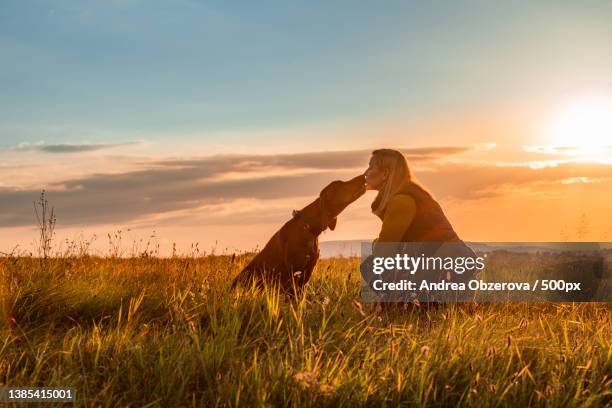 dog love and friendship background woman kissing her dog,slovakia - vizsla stock pictures, royalty-free photos & images