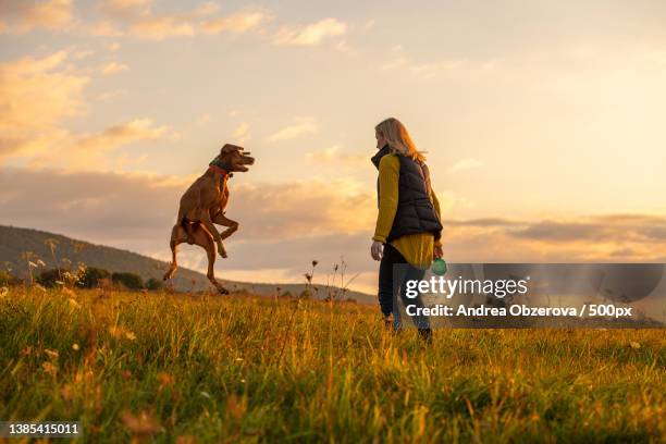 mature woman playing fetch with her beautiful hungarian vizsla,slovakia - vizsla fotografías e imágenes de stock