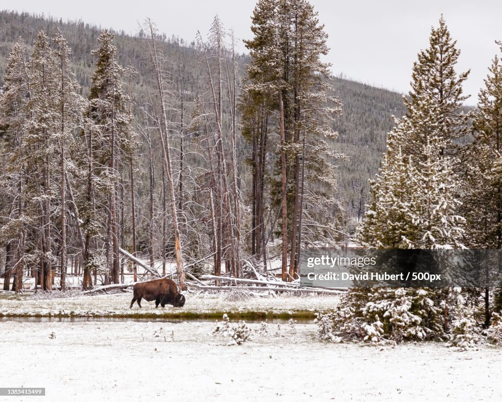 Buffalo grazing on a snowy field against tall trees,Yellowstone National Park,Wyoming,United States,USA