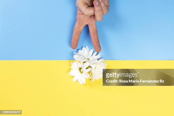 hand gesture peace sign and tree white daisies againts blue and yellow background (ukraine flag  colors) - hand white background stock pictures, royalty-free photos & images