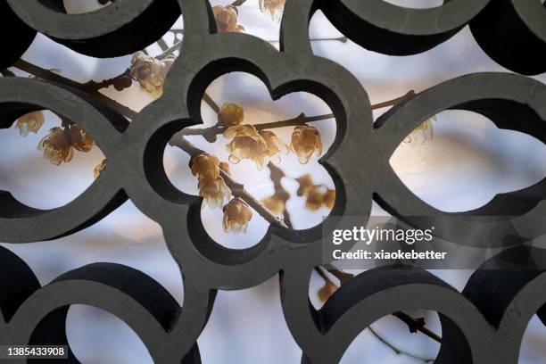 concrete window lattice in front of plum blossoms - plum blossom stock pictures, royalty-free photos & images