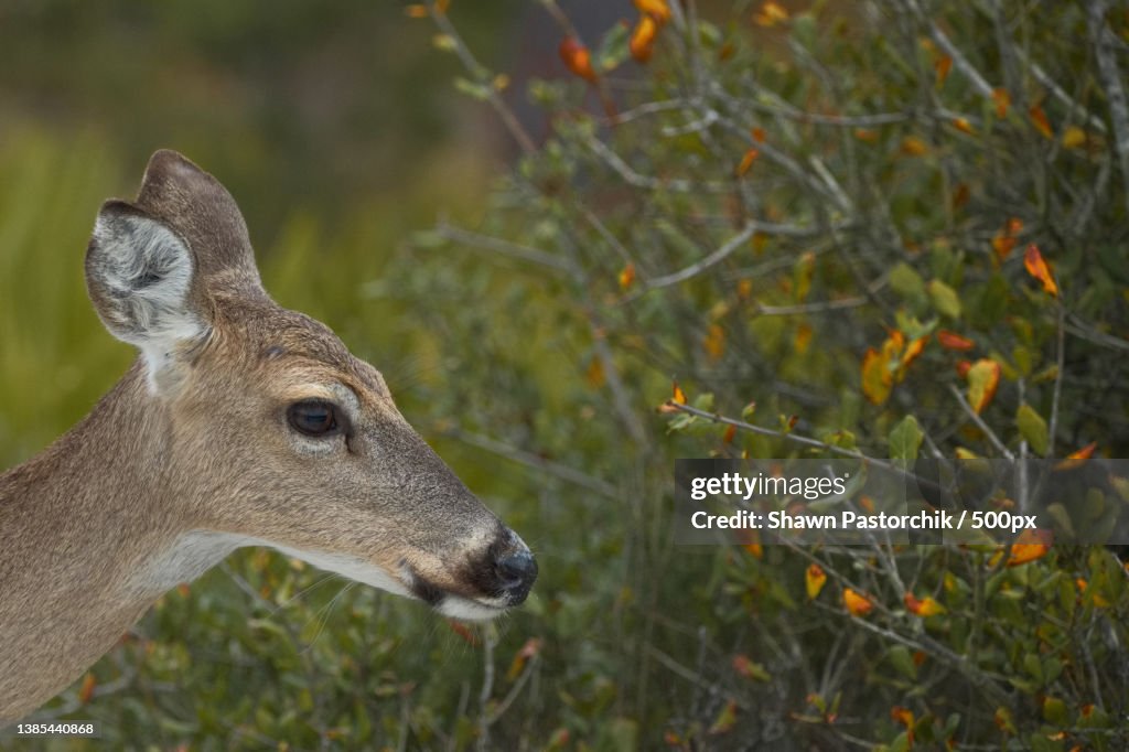 Close-up of Wild Female Dear,Close-up of roe white standing amidst plants,Panama City,Florida,United States,USA