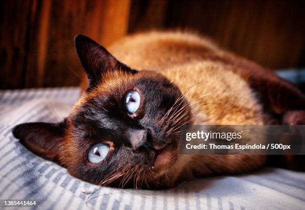 close-up portrait of cat lying on bed - siamese cat stock-fotos und bilder