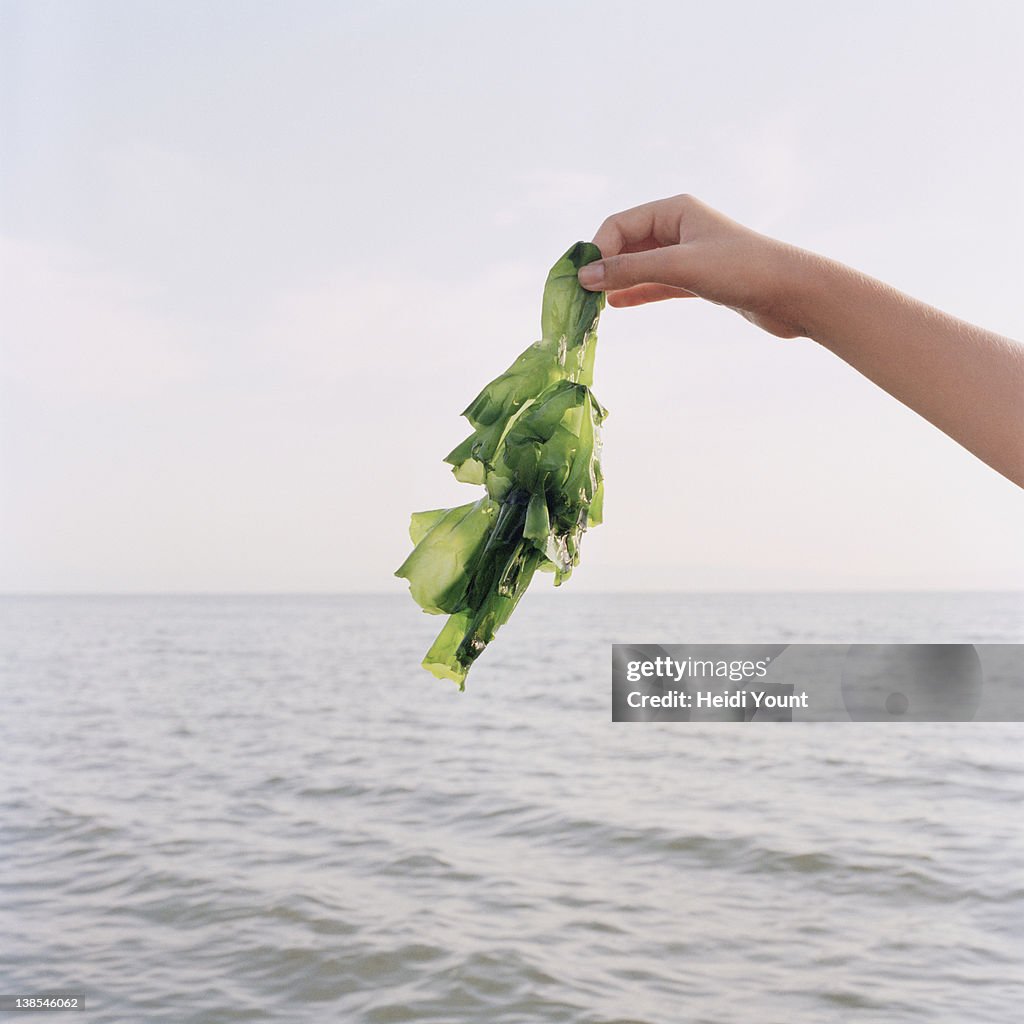 A girl holding up seaweed, focus on hand