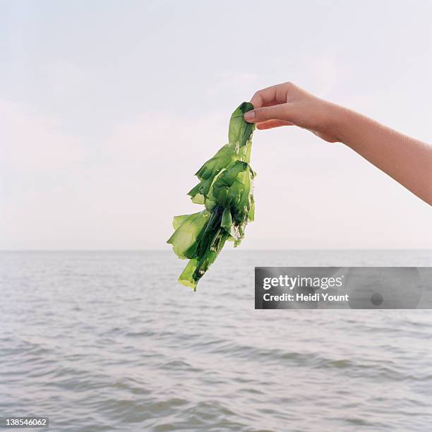 a girl holding up seaweed, focus on hand - kelp 個照片及圖片檔