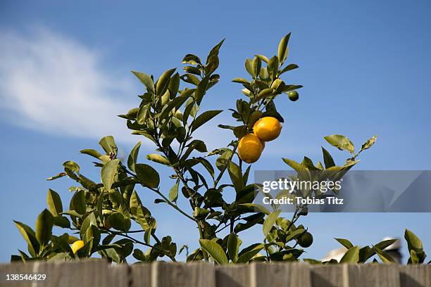 a lemon tree growing behind a fence - lemon tree stock pictures, royalty-free photos & images