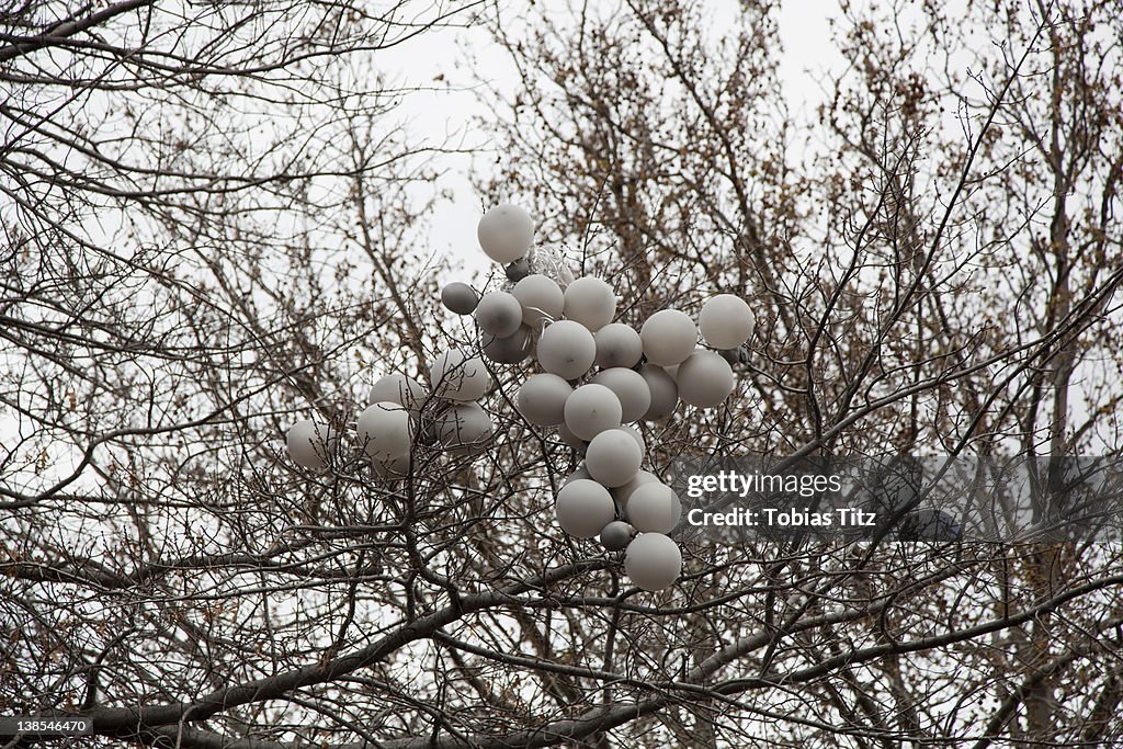 A bunch of balloons stuck in a tree