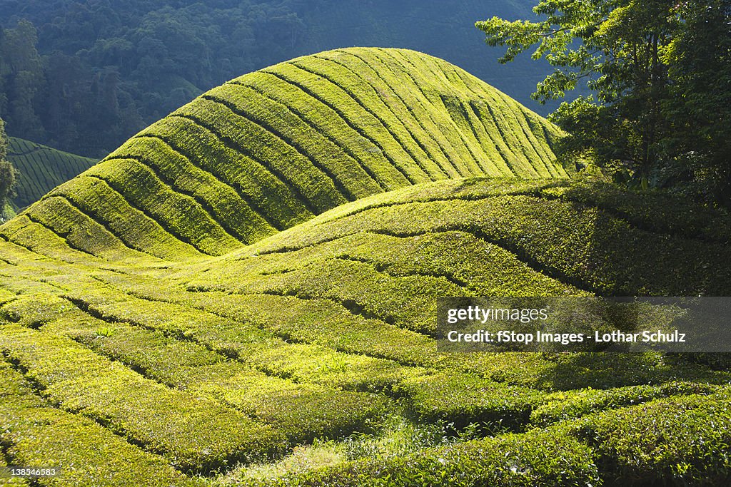 Detail of a tea plantation