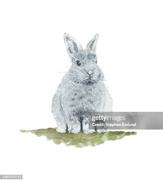 illustrations, cliparts, dessins animés et icônes de lapin gris peint à l’aquarelle - lapereau