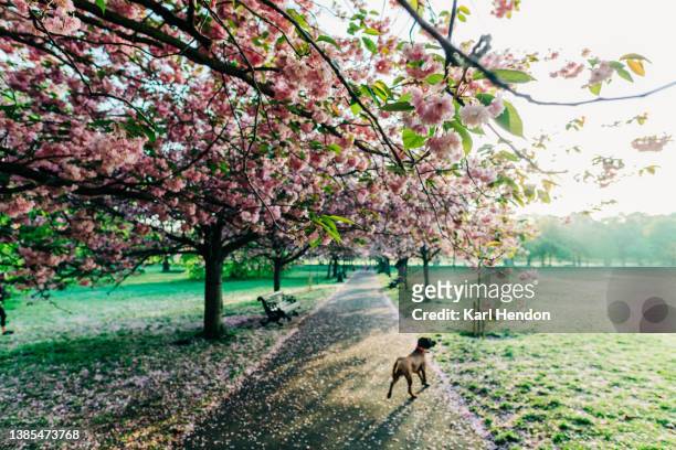 spring colours in greenwich park, london - blossom in greenwich park stock-fotos und bilder