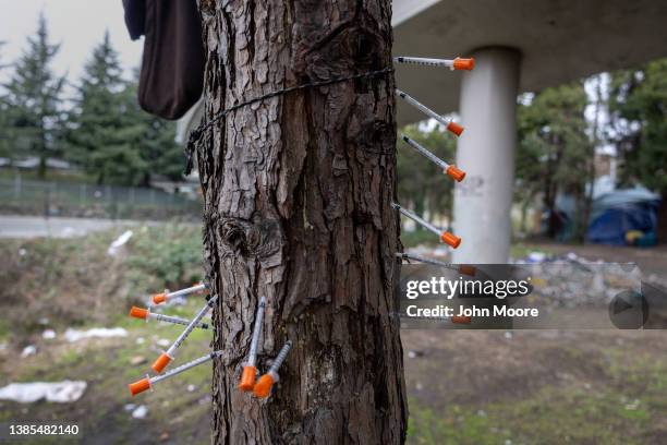 Heroin syringes hang stuck in a tree at a homeless encampment on March 13, 2022 in Seattle, Washington. Widespread drug addiction is endemic in...