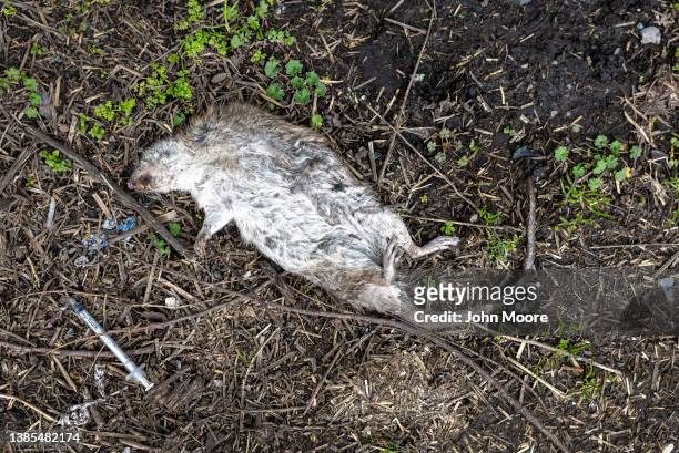 Heroin syringe lies near a dead rat at a homeless encampment on March 13, 2022 in Seattle, Washington. Widespread drug addiction is endemic in...