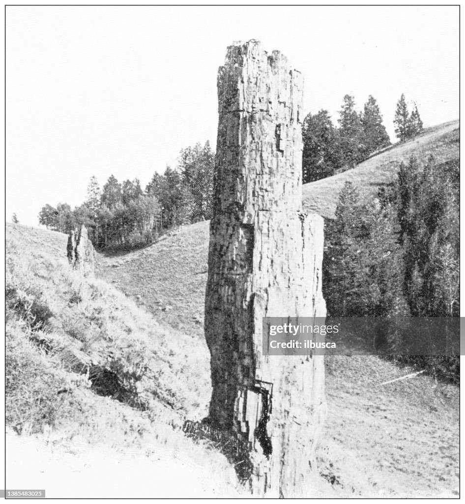 Antique travel photographs of Yellowstone: Petrified forest