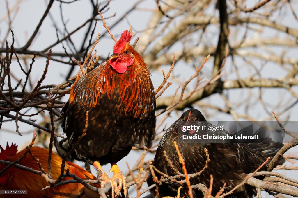 Cruz de Tejeda, Gran Canaria Island, rooster and hen