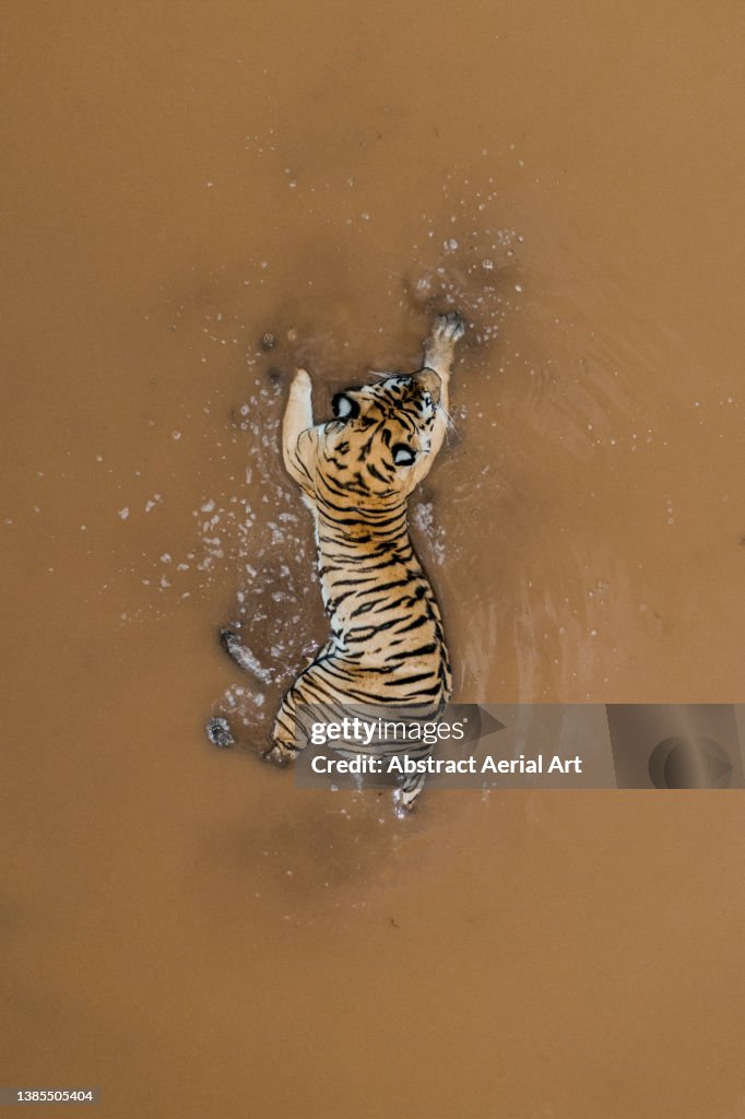 Drone shot looking down on a tiger lying in a waterhole, Tiger Canyon Private Game Reserve, Free State, South Africa