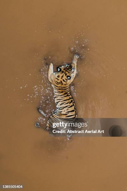 drone shot looking down on a tiger lying in a waterhole, tiger canyon private game reserve, free state, south africa - wildlife reserve stock pictures, royalty-free photos & images