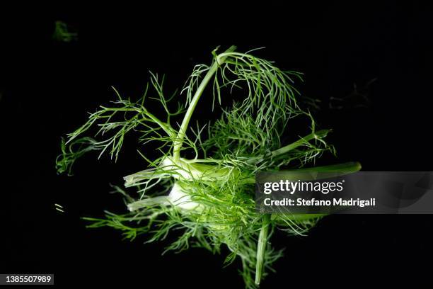 fennel grass - dill stock-fotos und bilder