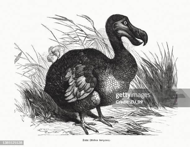 dodo, ausgestorbener flugunfähiger vogel auf mauritius, holzstich, erschienen 1870 - mauritius stock-grafiken, -clipart, -cartoons und -symbole