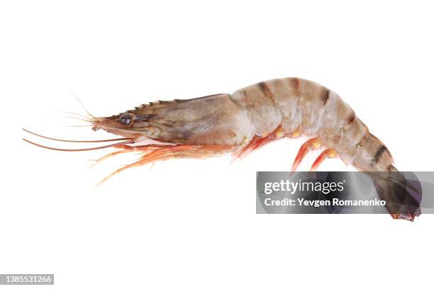 raw shrimp on white background - shrimp stock pictures, royalty-free photos & images