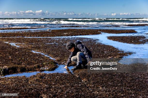 boy exploring natural world - 潮池 個照片及圖片檔