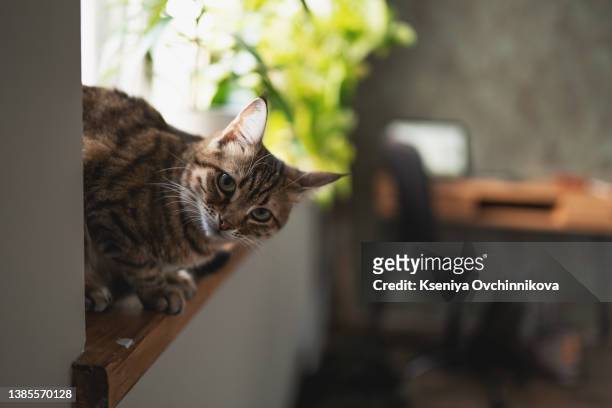adorable cat and houseplant near window at home - ニャーニャー鳴く ストックフォトと画像