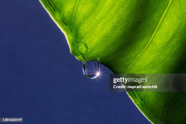 water droplets  the leaves - leaf macro stock pictures, royalty-free photos & images