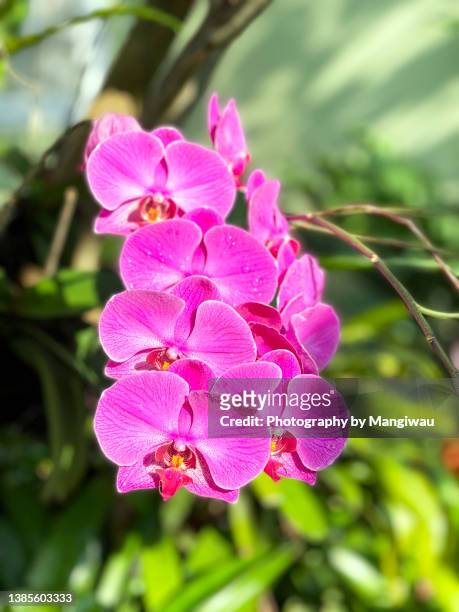 pink indonesian orchid - orchids of asia - fotografias e filmes do acervo