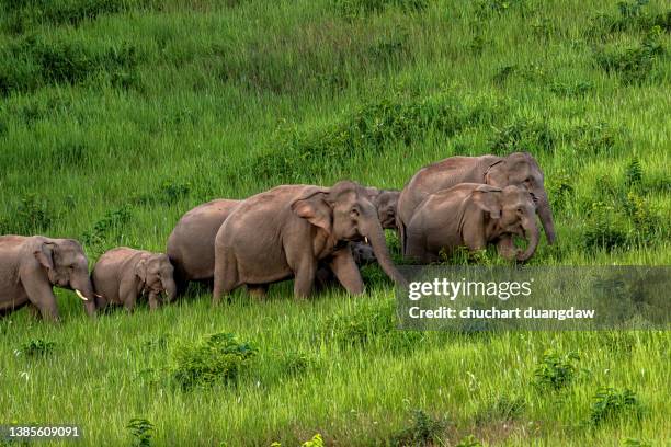 elephant herd eating green grass in the wild - elephant face stock-fotos und bilder