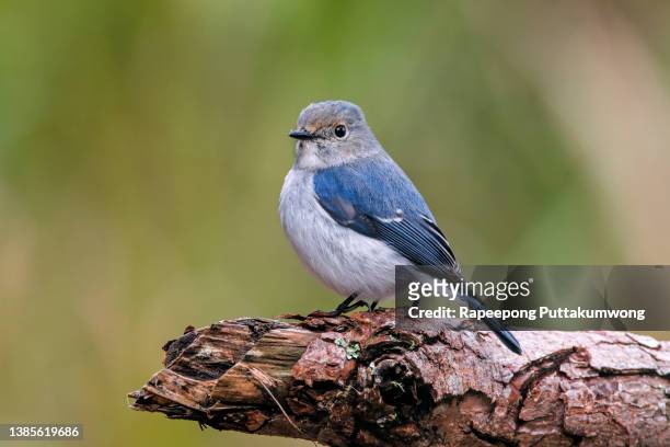 ultramarine flycatcher ficedula superciliaris beautiful male birds of thailand perching on the tree - flycatcher stock pictures, royalty-free photos & images