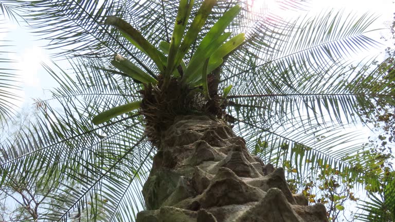 72 Cycad Videos and HD Footage - Getty Images 72 Cycad Videos and HD Footage - Getty Images