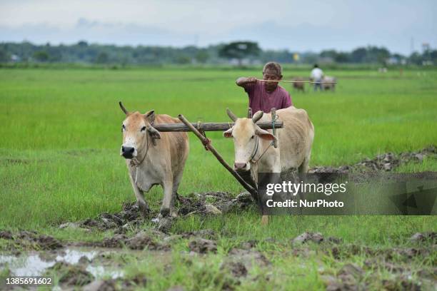 Farmer ploughs a field before sowing paddy at a village in Nagaon District of Assam , India on July 2 , 2023 .