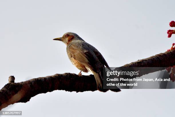 cherry blossom and brown-eared bulbul - 望遠 ストックフォトと画像