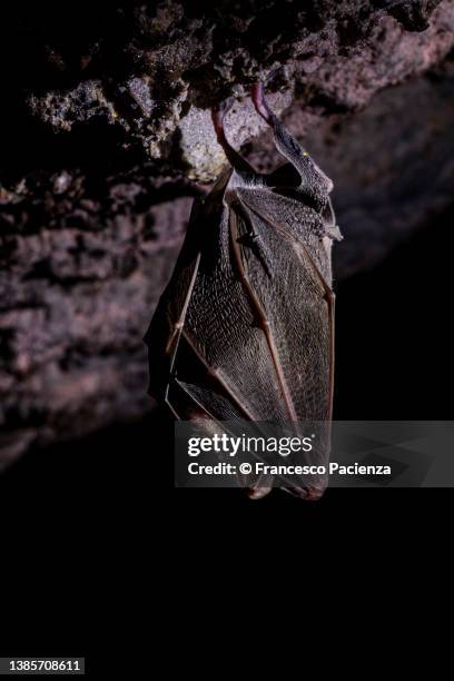 pipistrello in letargo (pipistrellus pipistrellus) - calabria stockfoto's en -beelden