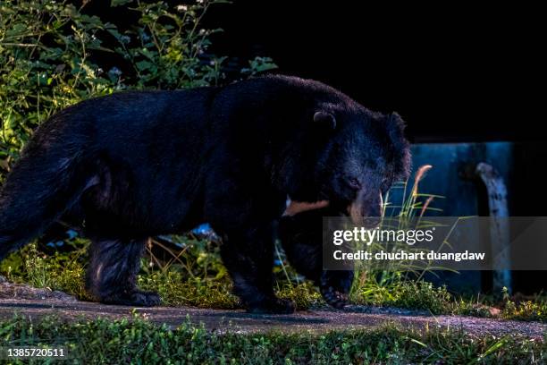 asiatic black bear (ursus thibetanus) at night in the wild - oso negro asiático fotografías e imágenes de stock