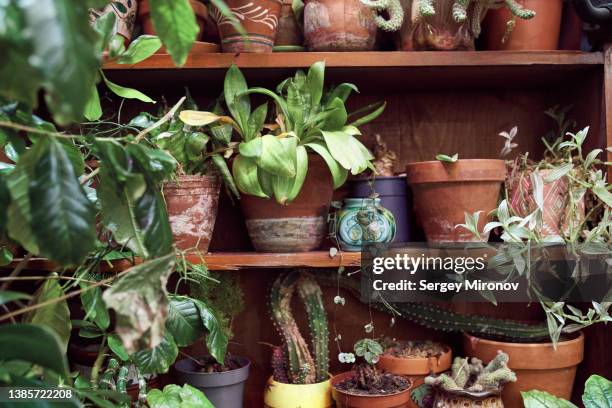 various potted plants on shelves in indoor garden - schlechter zustand stock-fotos und bilder