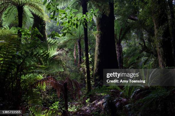 Scenes around a Park in Te Urewera National Park, on the North Island of New Zealand on February 8, 2011 in Whirinaki Forest Park, New Zealand. This...