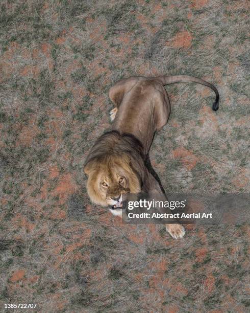 majestic drone shot looking down on a male lion staring up at the camera, lalibela game reserve, eastern cape, south africa - territoriality stock-fotos und bilder