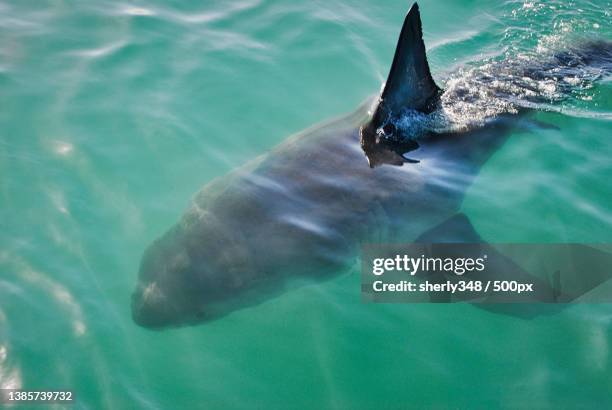 high angle view of dolphin swimming in sea - shark fin stock pictures, royalty-free photos & images