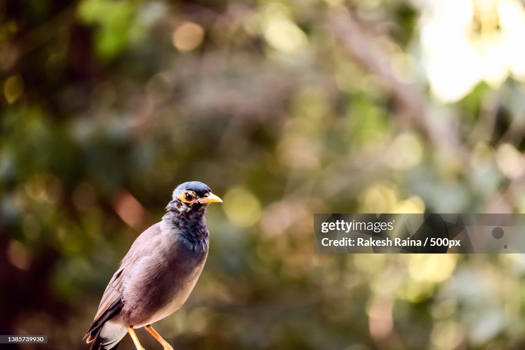 Close-up of songbird perching on tree,Delhi,India