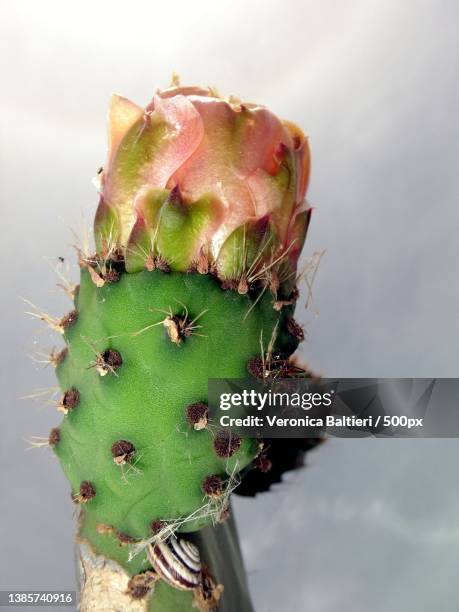 fico d india,close-up of cactus against white background - fico d'india stock-fotos und bilder