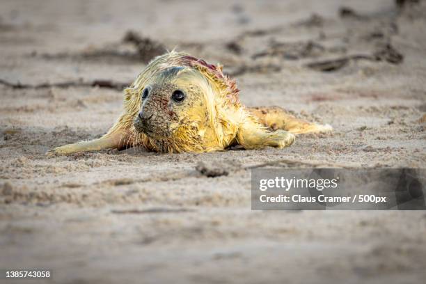 new life,close-up of dead animal on sand at beach,helgoland,germany - kegelrobbe stock pictures, royalty-free photos & images