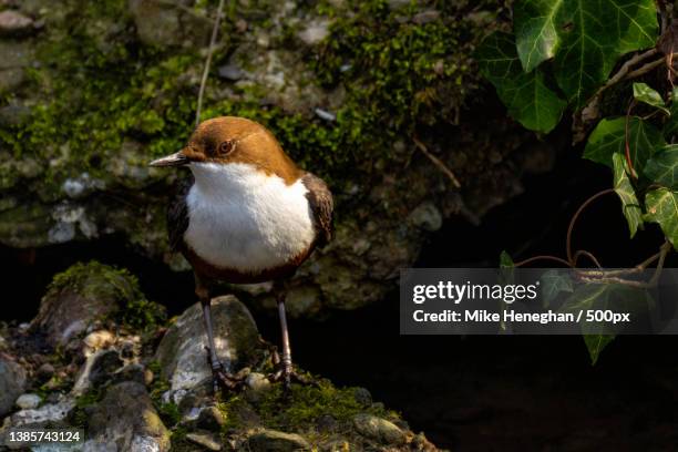 big dipper,close-up of bird perching on rock,erlenparkweg,basel,switzerland - cinclus cinclus stock pictures, royalty-free photos & images