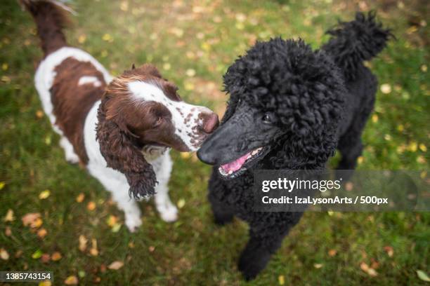 two dogs saying hello to each other,poland - standard poodle stock pictures, royalty-free photos & images