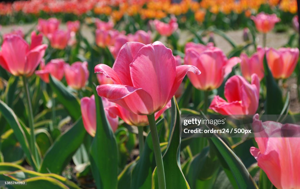 Very Pretty Flowering Pink Tulips in a Field