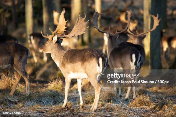 fallow deer,side view of red deer standing on field,denmark - red deer animal bildbanksfoton och bilder