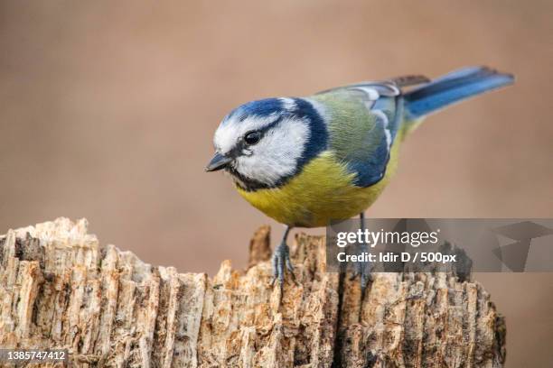 blue tit close up in the forest - blaumeise stock-fotos und bilder